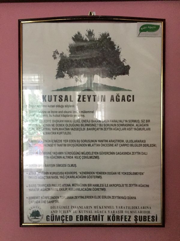 Kutsal Zeytin Ağacı